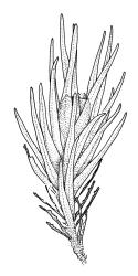 Orthotrichum angustifolium, perichaetial branch detail, moist. Drawn from D.H. Vitt 2983, CHR 486044.
 Image: R.C. Wagstaff © Landcare Research 2017 